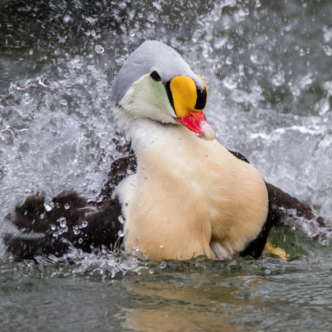 Happy New Year! Make a splash in 2025 and begin YOUR birding big year!

Begin on the Birda App today and watch your year soar!

#happynewyear #2025 #birdingbigyear #birding