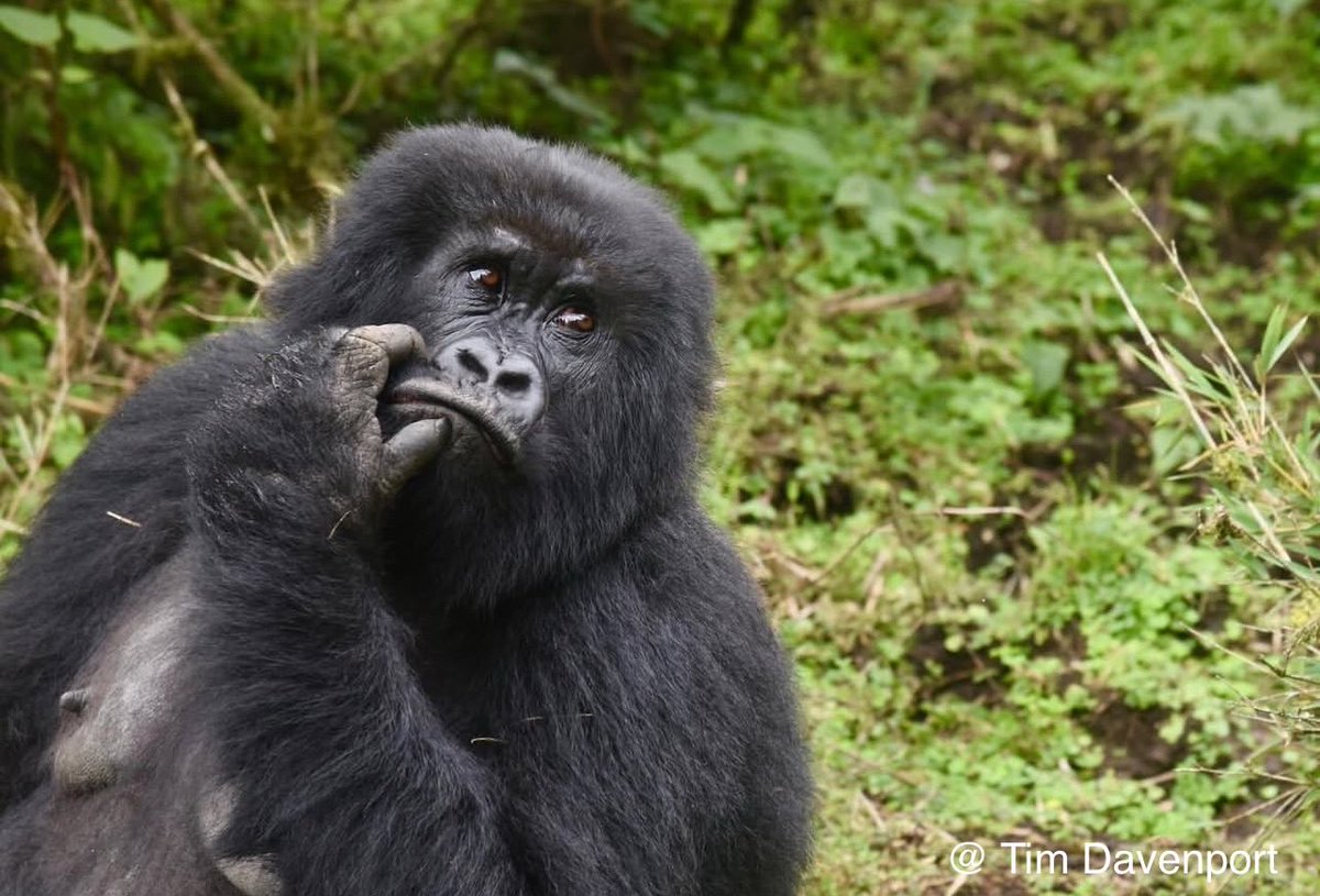 So, it’s increasingly hard to justify staying on here given the ridiculously biased algorithm and the owner’s total lack of interest in the environment or the world’s poorest. Happy 2025 🌳🦍🦑to all those who care!