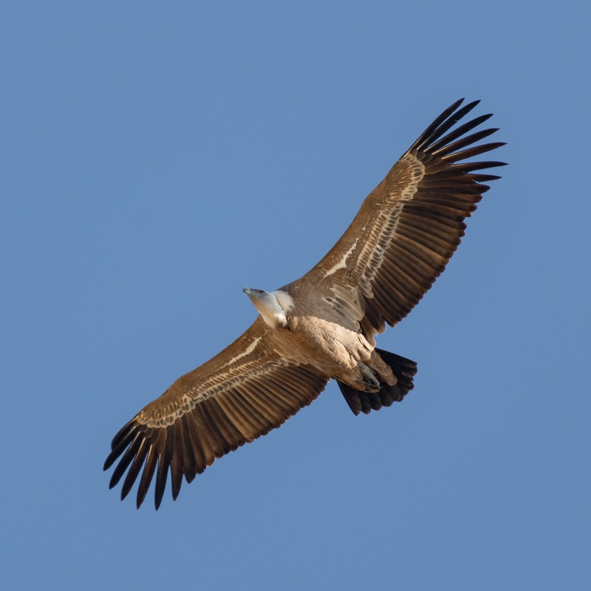 Mi infructuosa escalada a Peña Amaya en busca de gorrión alpino de hace unos días me regaló a cambio uno de mis paseos más agradables entre buitres. Había un silencio tal, que por primera vez pude escuchar el sonido no del aleteo, sino de sus alas deslizándose cortando el aire.