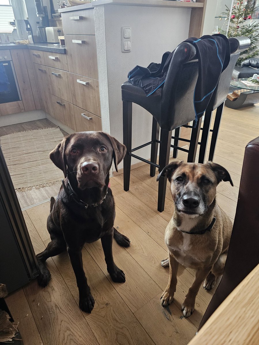 My dogs when I eat breakfast... #dogs #dogsarefamily #dogsarelove