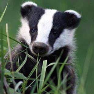 WYP_CNewsome's tweet photo. Wishing you a great 2025!
Unless you’re one of those horrible individuals that take pleasure from illegally killing our precious wildlife, and being cruel to animals.. SPEAK UP FOR OUR WILDLIFE AND REPORT!! 🦡🦊🦦🐿🦔🦅🦉🦢🦇🦌🐿
☎️ 101 or 999 if ongoing https://t.co/KA9xv9sxD1