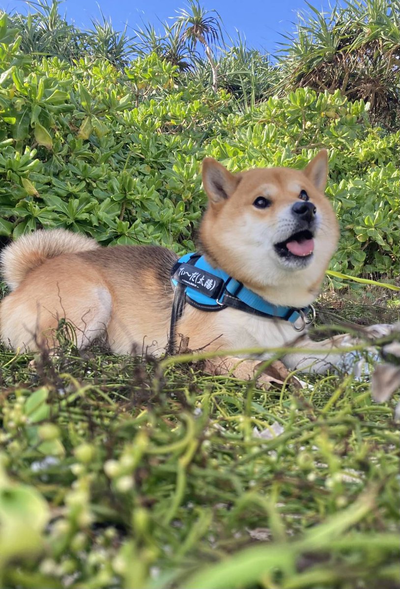 shibaThida's tweet photo. あけましておめでとうございます🐍
今年もよろしくお願いします🐶
#柴犬
#柴犬てぃーだ
#沖縄 https://t.co/UQGLOcGDRL