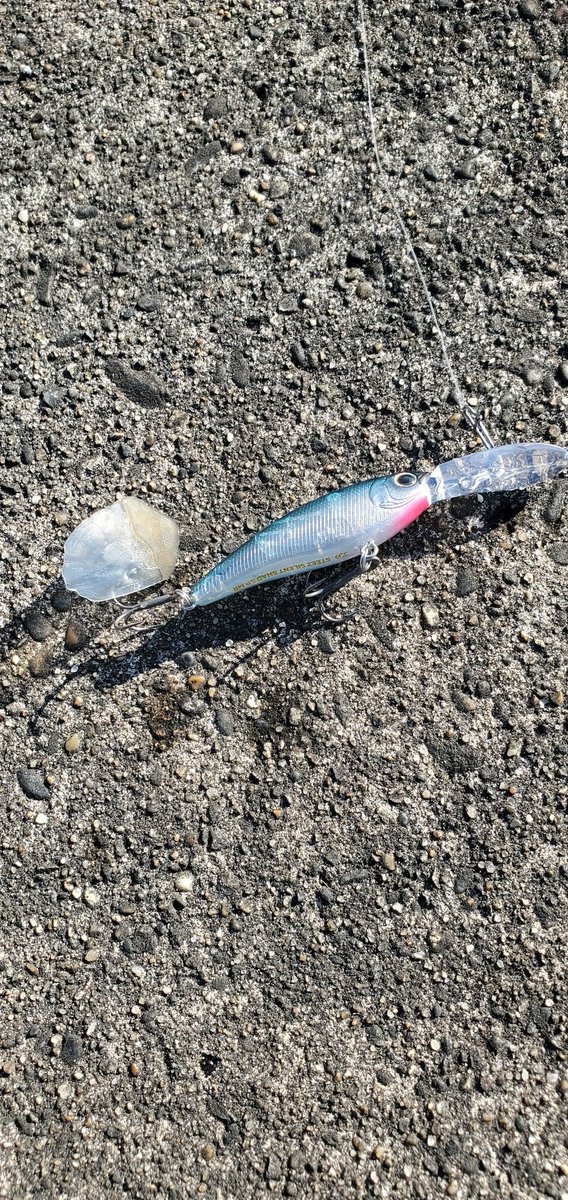 あけましておめでとうございます(^-^)

今年もよろしくお願いいたします！！

釣り初めはウロコのみ(..)