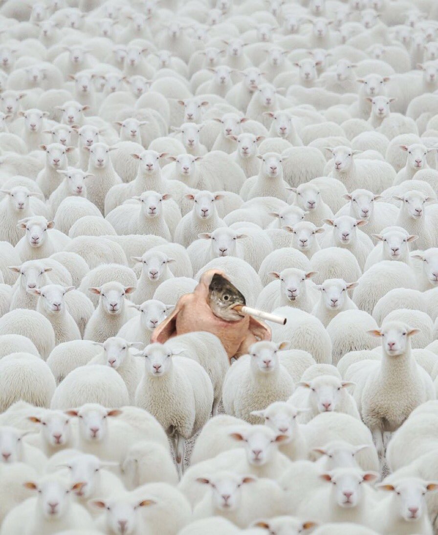 New Year
Same mission
Everyone will be Brothized $SCF 🚬🐔🐟