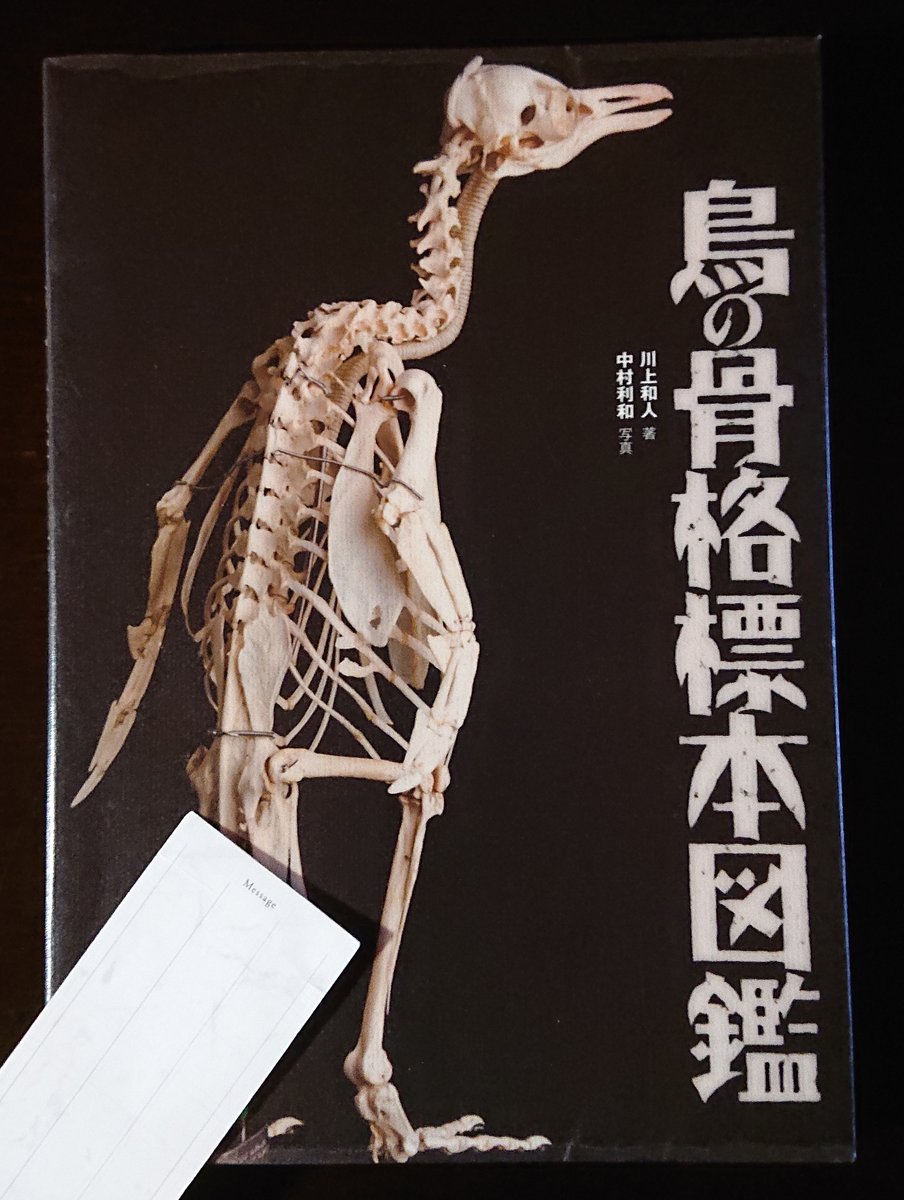 川上和人先生の書籍「鳥の骨格標本図鑑」のインコの標本にもありますが