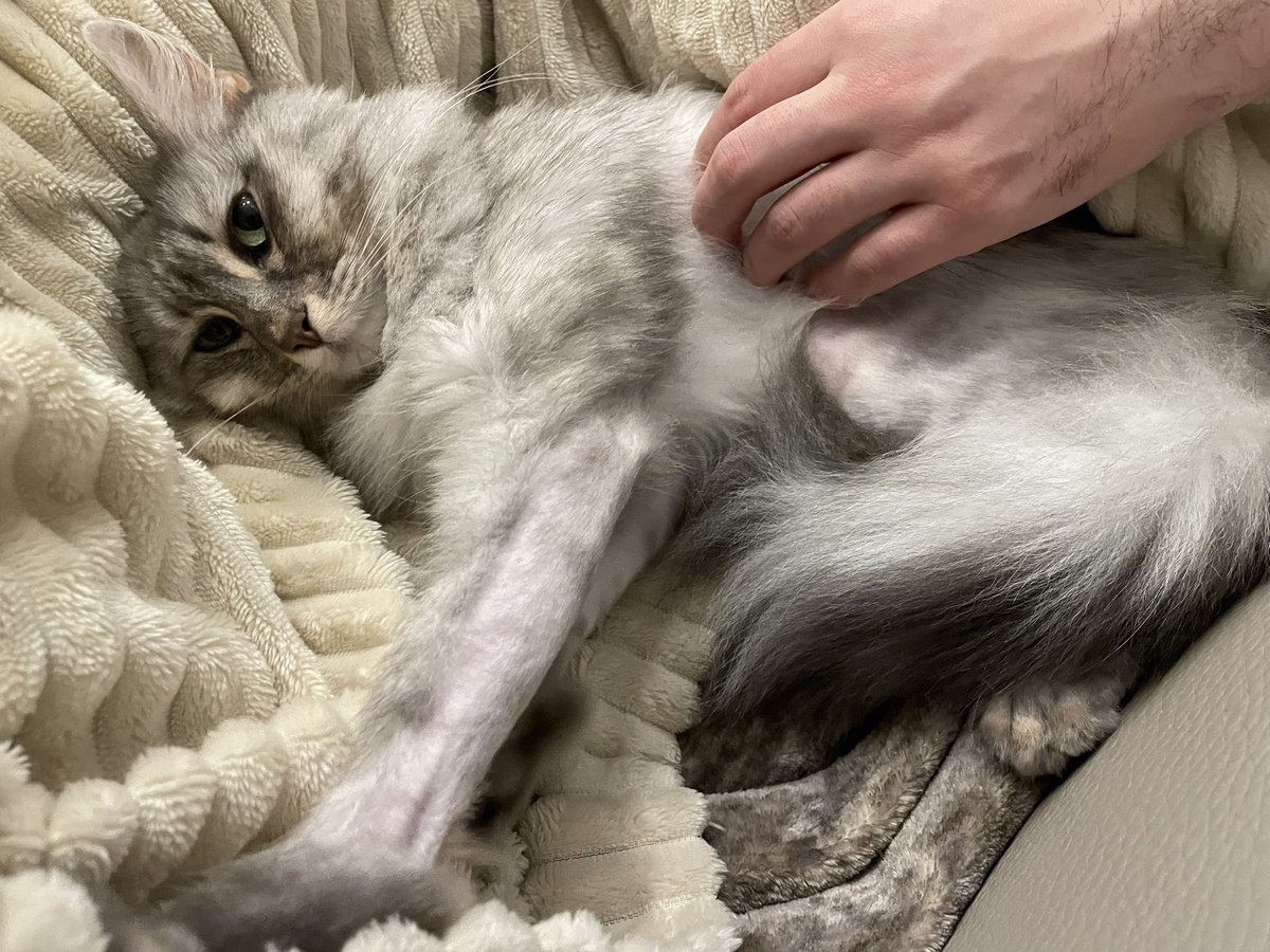 Bonne année tout le monde. Je vous souhaite qu'elle soit aussi douce que la fourrure de Noëlle (🐈‍⬛)