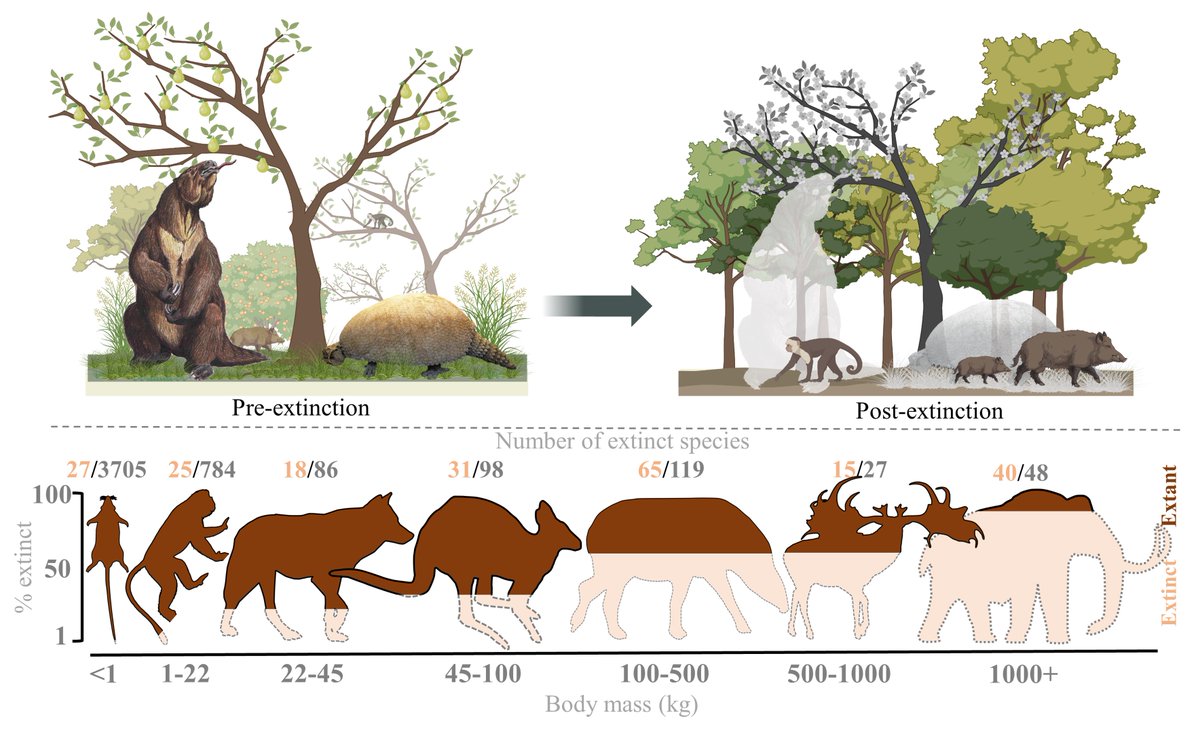 The evidence for Homo sapiens playing the dominant role in the global #megafauna #extinctions constitutes one of the clearest, well-supported patterns in #ecology -see our 2024 review cambridge.org/core/journals/…🦣🏹🐘🥩🐎🌿#mammals #paleobiology #archeology #ecosystem #defaunation