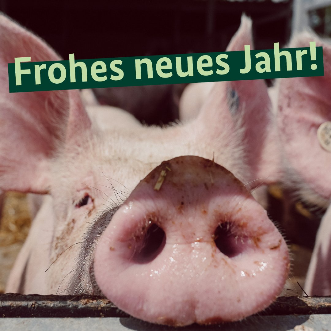 Unser Glücksbringer für 2025: Ein glückliches Schwein. 🐷 Das BMEL wünscht  ein frohes und gesundes neues Jahr! ✨, image size:1080x1080