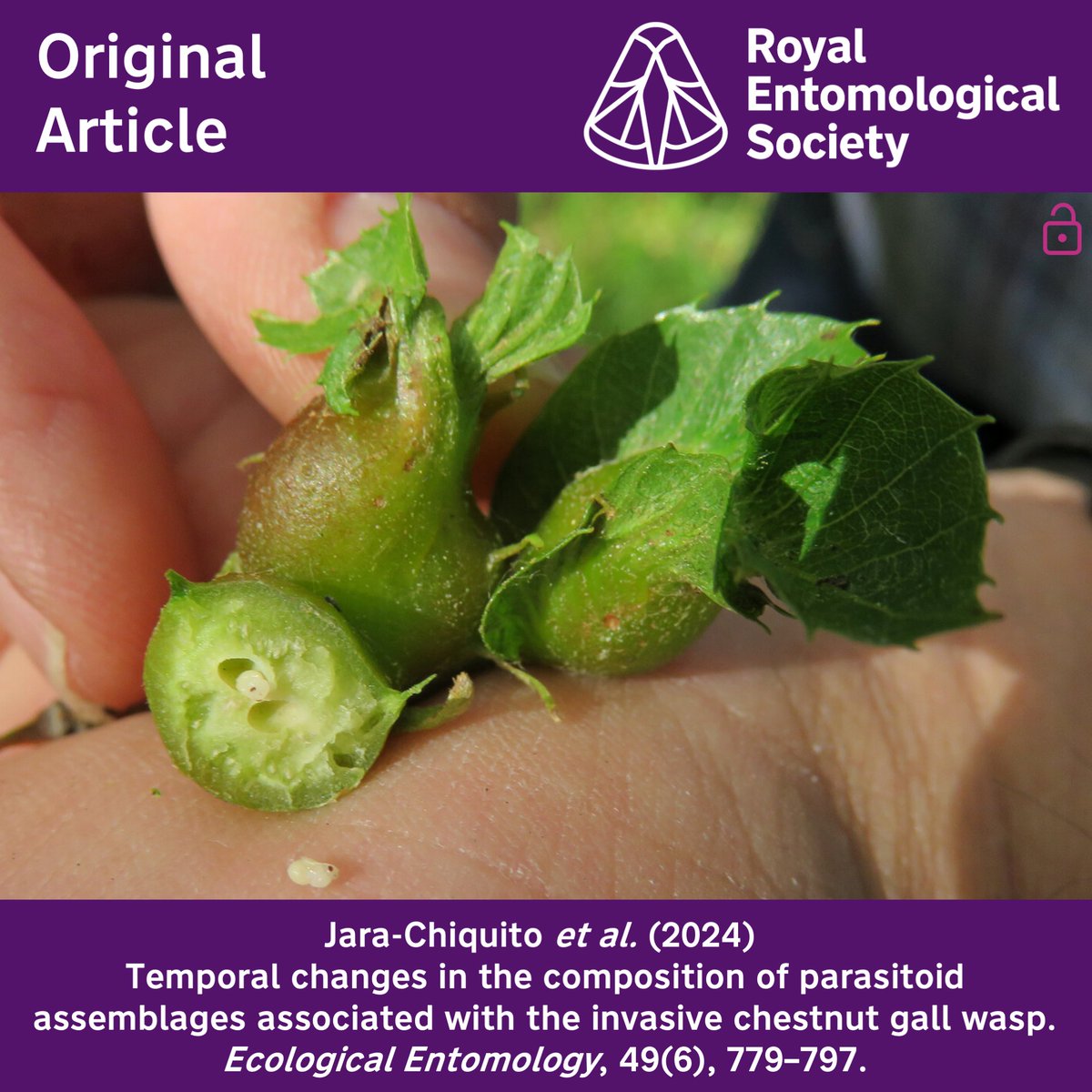 Ecological Entomology (@ecol_ent) on Twitter photo In the first #OpenAccess paper in the current issue of #EcologicalEntomology, Jara-Chiquito et al. investigate temporal changes in the composition of parasitoid assemblages⬇️
resjournals.onlinelibrary.wiley.com/doi/10.1111/ee…
<a href="/Tenshi_Irene/">Irene Lobato</a> <a href="/EntomoDaily/">EntomoDaily</a> <a href="/WileyEcolEvol/">Wiley Ecology & Evolution</a> <a href="/RoyEntSoc/">Royal Entomological Society</a> In the first #OpenAccess paper in the current issue of #EcologicalEntomology, Jara-Chiquito et al. investigate temporal changes in the composition of parasitoid assemblages⬇️
resjournals.onlinelibrary.wiley.com/doi/10.1111/ee…
<a href="/Tenshi_Irene/">Irene Lobato</a> <a href="/EntomoDaily/">EntomoDaily</a> <a href="/WileyEcolEvol/">Wiley Ecology & Evolution</a> <a href="/RoyEntSoc/">Royal Entomological Society</a>