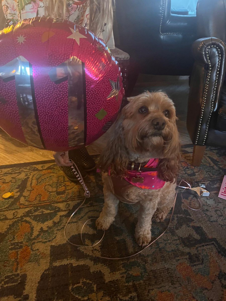 CockapooJuno's tweet image. Happy New Years Day Furpals.
It’s my 11th birthday today. I’m having salmon for my birthday tea 🎂 🐶 🥳
#HappyNewYear2025 #birthday #2025newyear #dogsofx