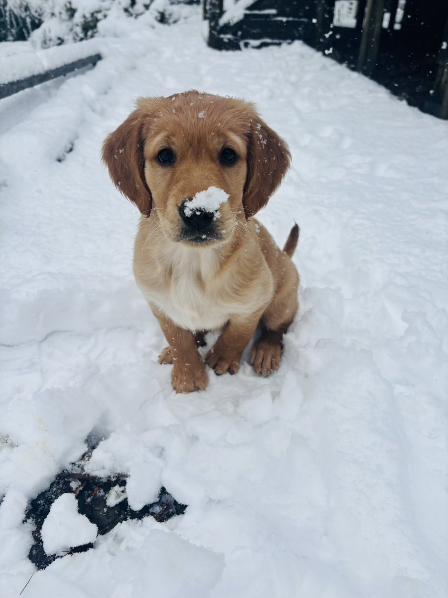 Happy New Year from snowy Scotland! 🐾❄️