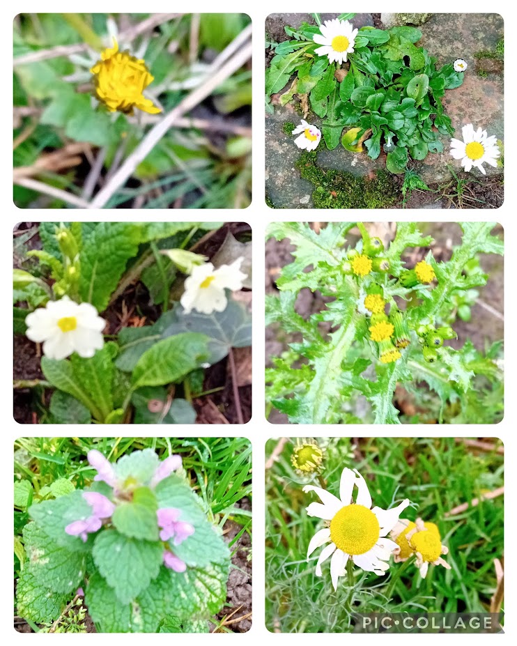 Weather here not as bad as predicted - dry and windy.  A short walk round and about village for #NewYearPlantHunt 
#12DaysWild