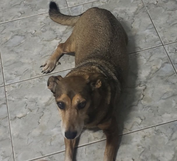 Pessoal, cachorrinho desaparecido na data de 31/12/2024 em Várzea Paulista - SP. 

Se alguém o vir por favor me avise! Atende pelo nome de Nick e pelo apelido de doguinho!