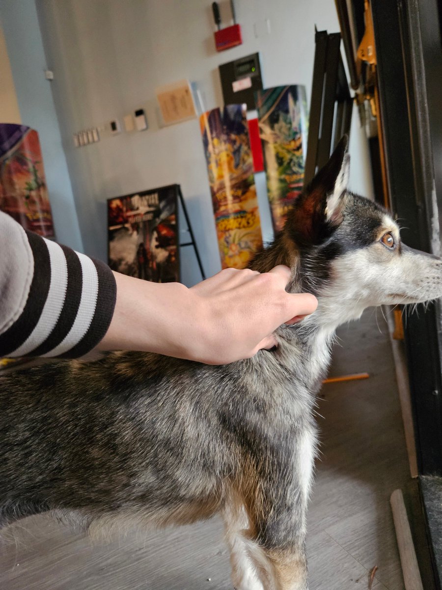 NotSoSpeedRuns's tweet image. Board game cafe DOG?