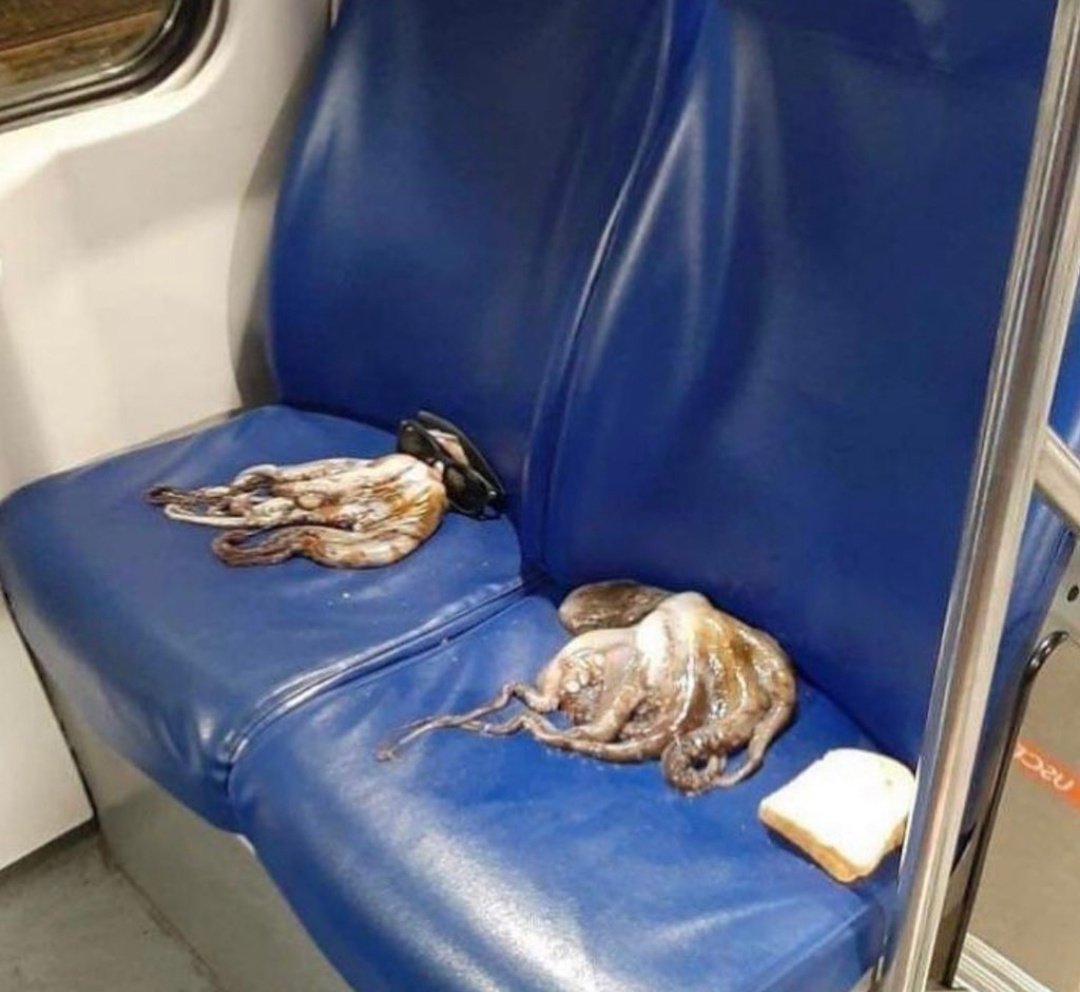 los calamares yendo al mar despues de jugar a un juego nose nunca me vi la serie