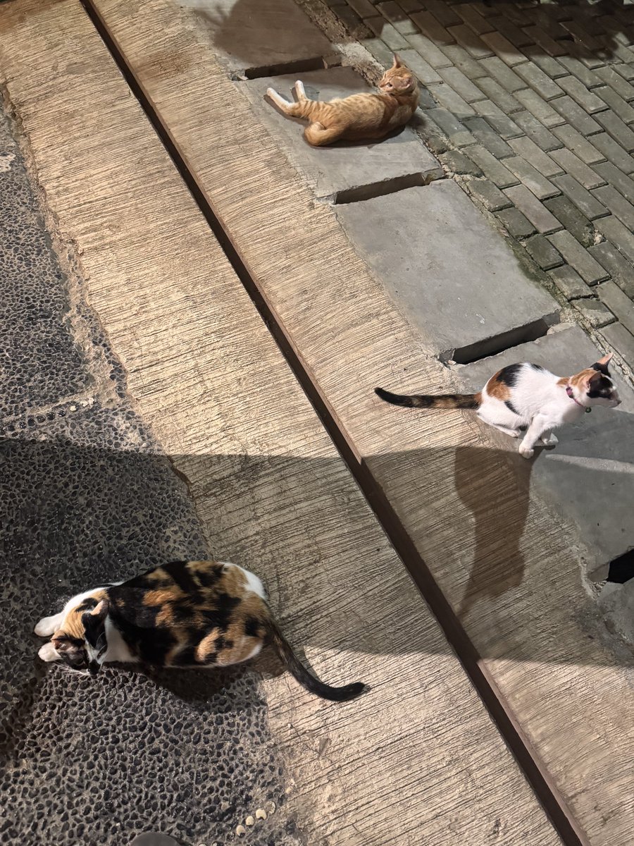 _dyhei's tweet image. Wecome 2025