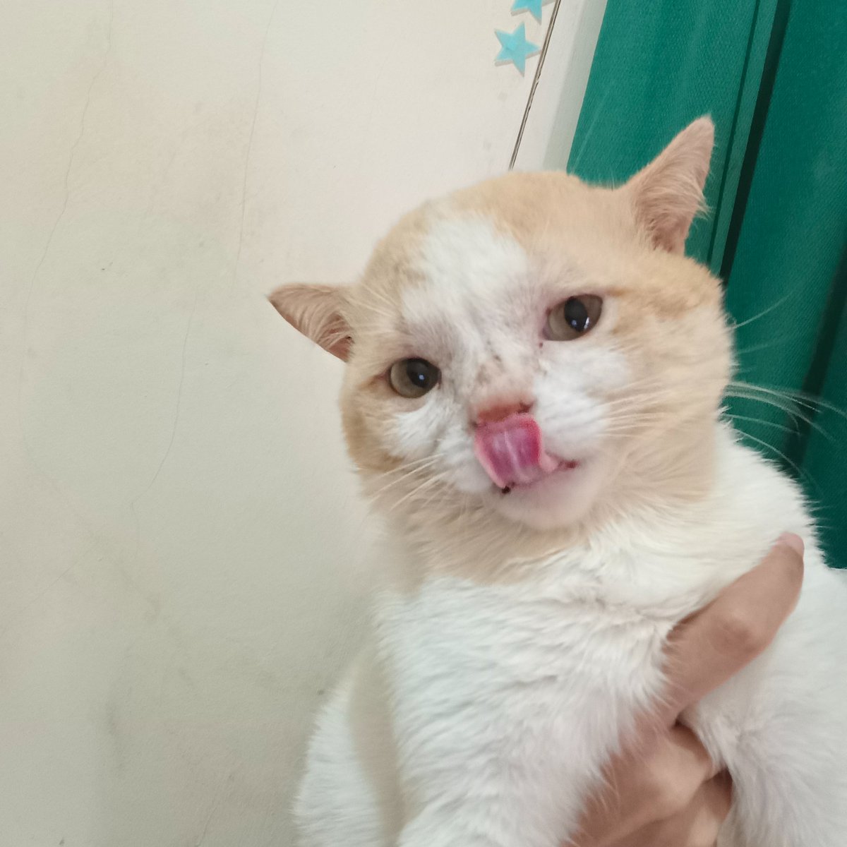 panggil aja ucok tweet media