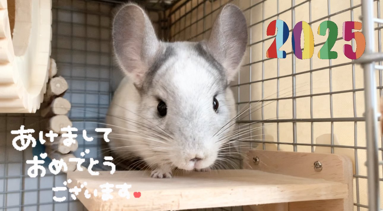 はくとん様❤️おまとめ専用ページです。10/14まで♡ ポップコーンのつぶお｜10/4.5金沢ハンドメイドマルシェ