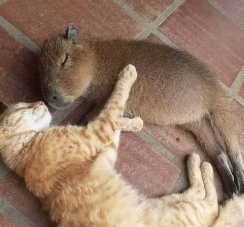 Why you should have a cat (@shouldhavecat) on Twitter photo 