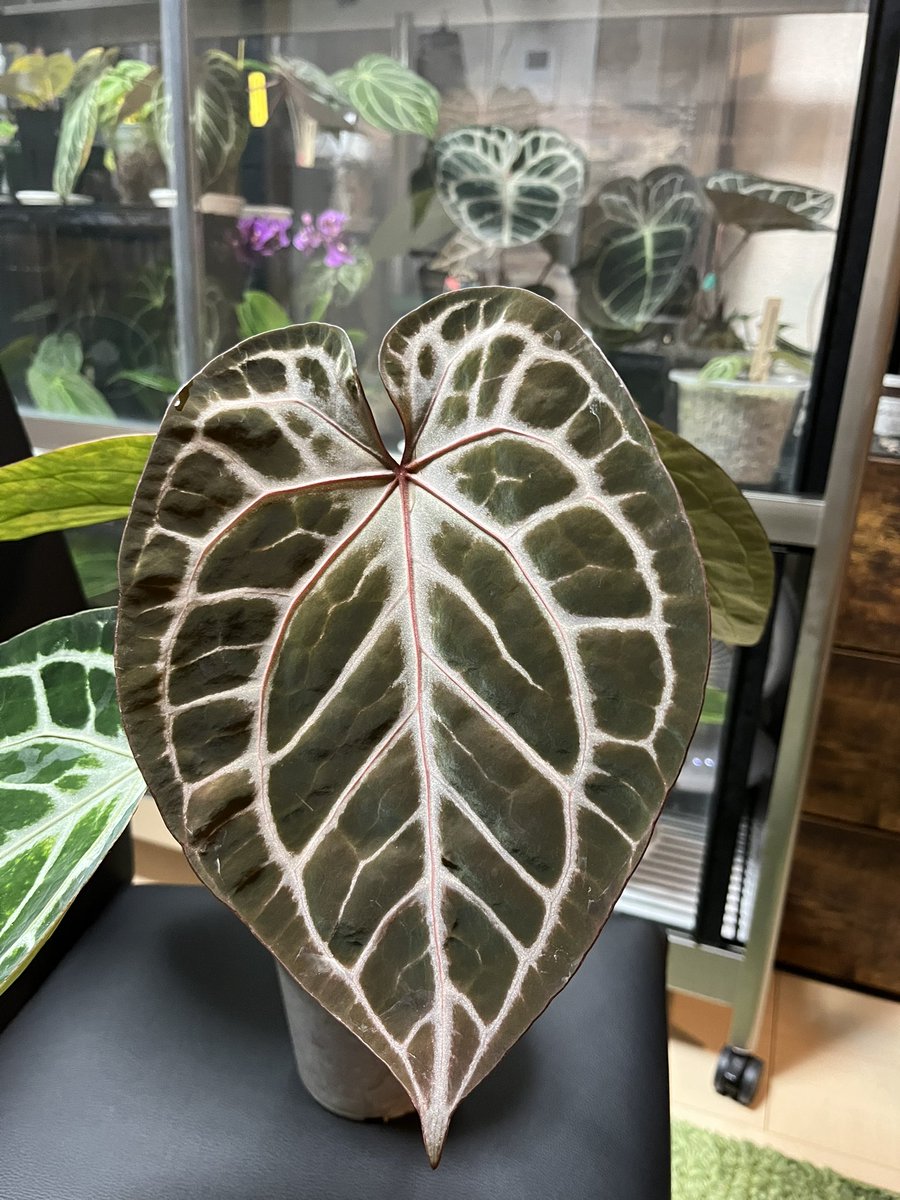 明けましておめでとうございます。
元々筆不精な上、投稿はインスタばかりでXには初投稿です。
宜しくお願いします🙇