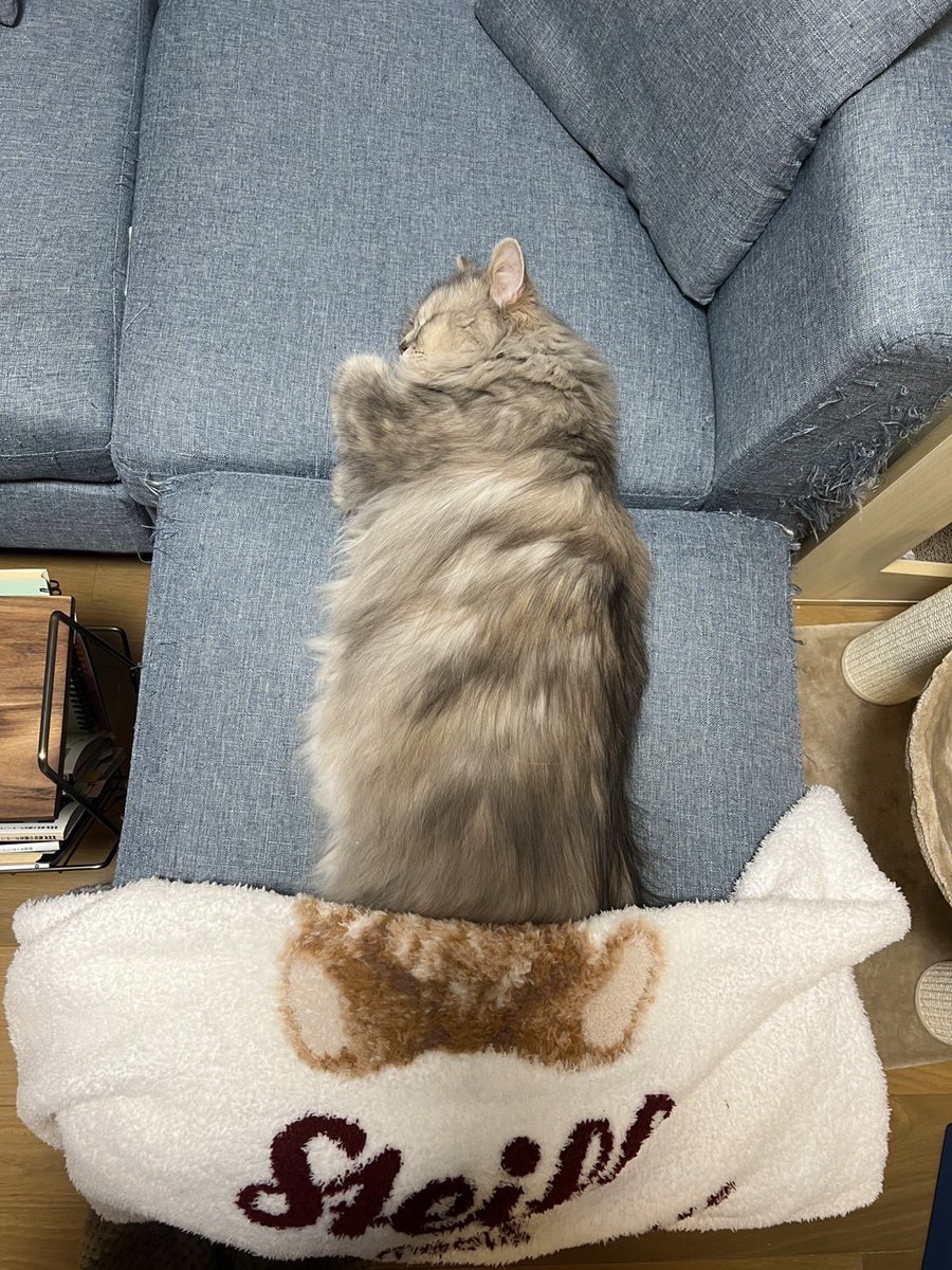 あけましておめでとうございます🎍🌅🎍
うちの子は寝正月みたいです🧸