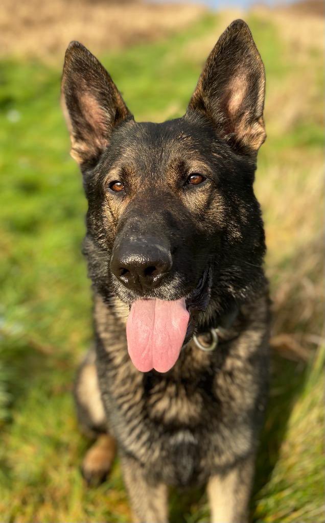 WMP Dog Unit tweet media