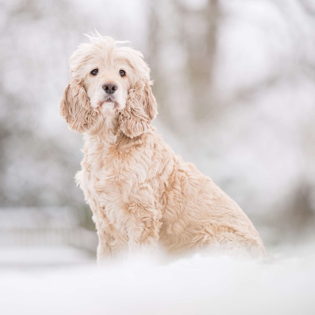 A new month and a new year means it's time to take a first look at our 2025 calendar 🐶🐾

Starting us off in the best possible way is the wonderful hearing dog Angus, who has been changing Claire's life ever since they were partnered together seven years ago.