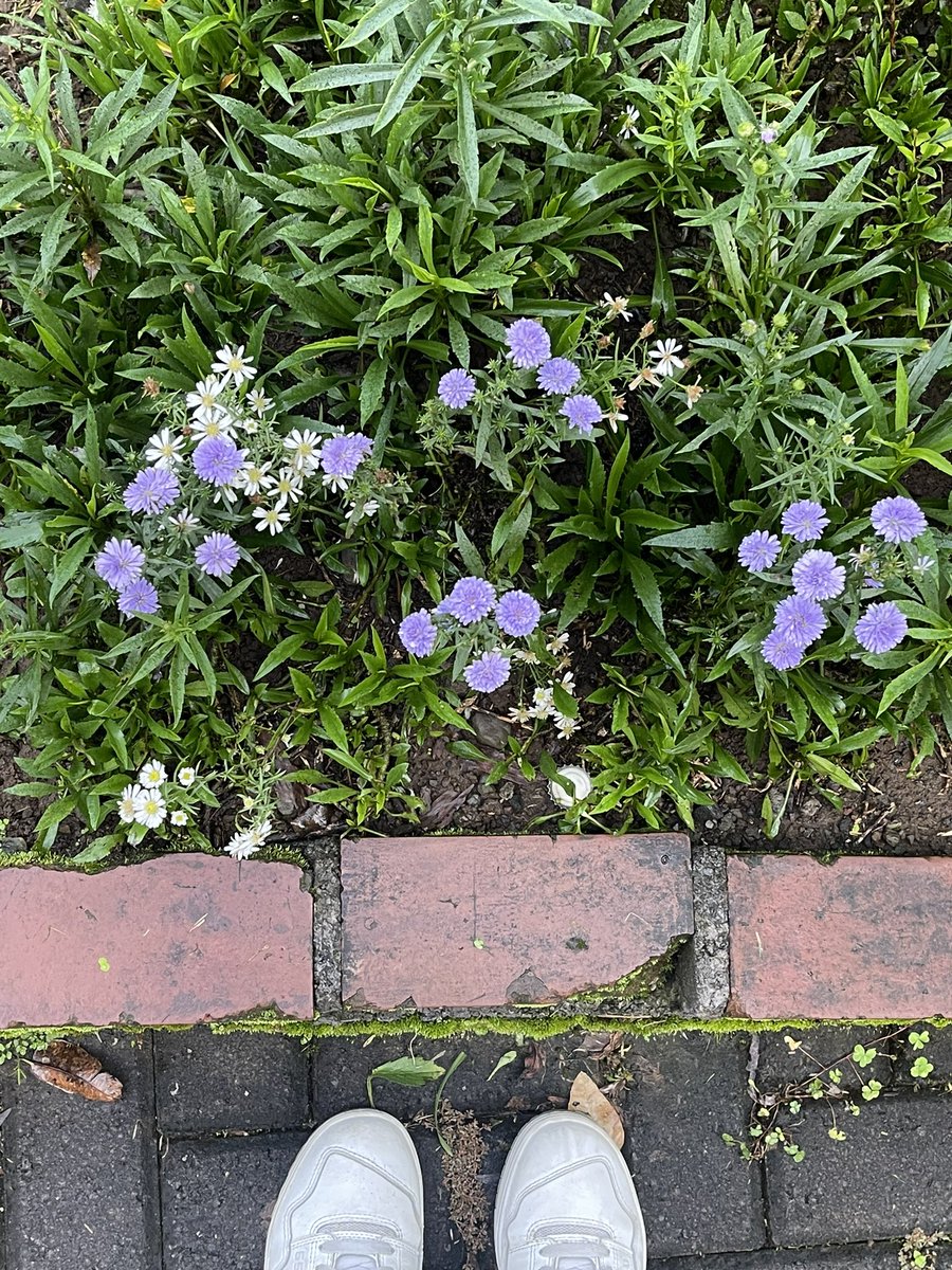 elle ଳ ‧₊˚ ⋅ tweet media