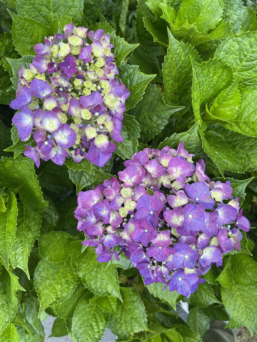 elle ଳ ‧₊˚ ⋅ tweet media