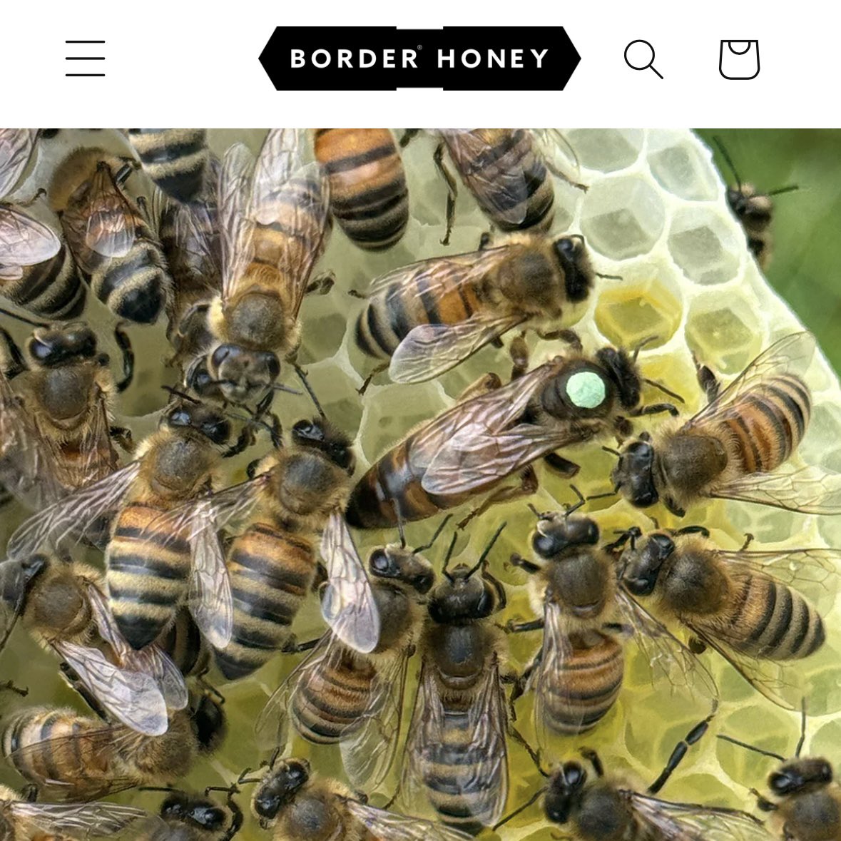 Happy New Year from the Border Honey team.
Our website is now updated and live for 2025 orders.
We have simplified and increased our volume discounts and these are now available automatically to all.
Reserve your queens for the 2025 season at borderhoney.com/products/briti…