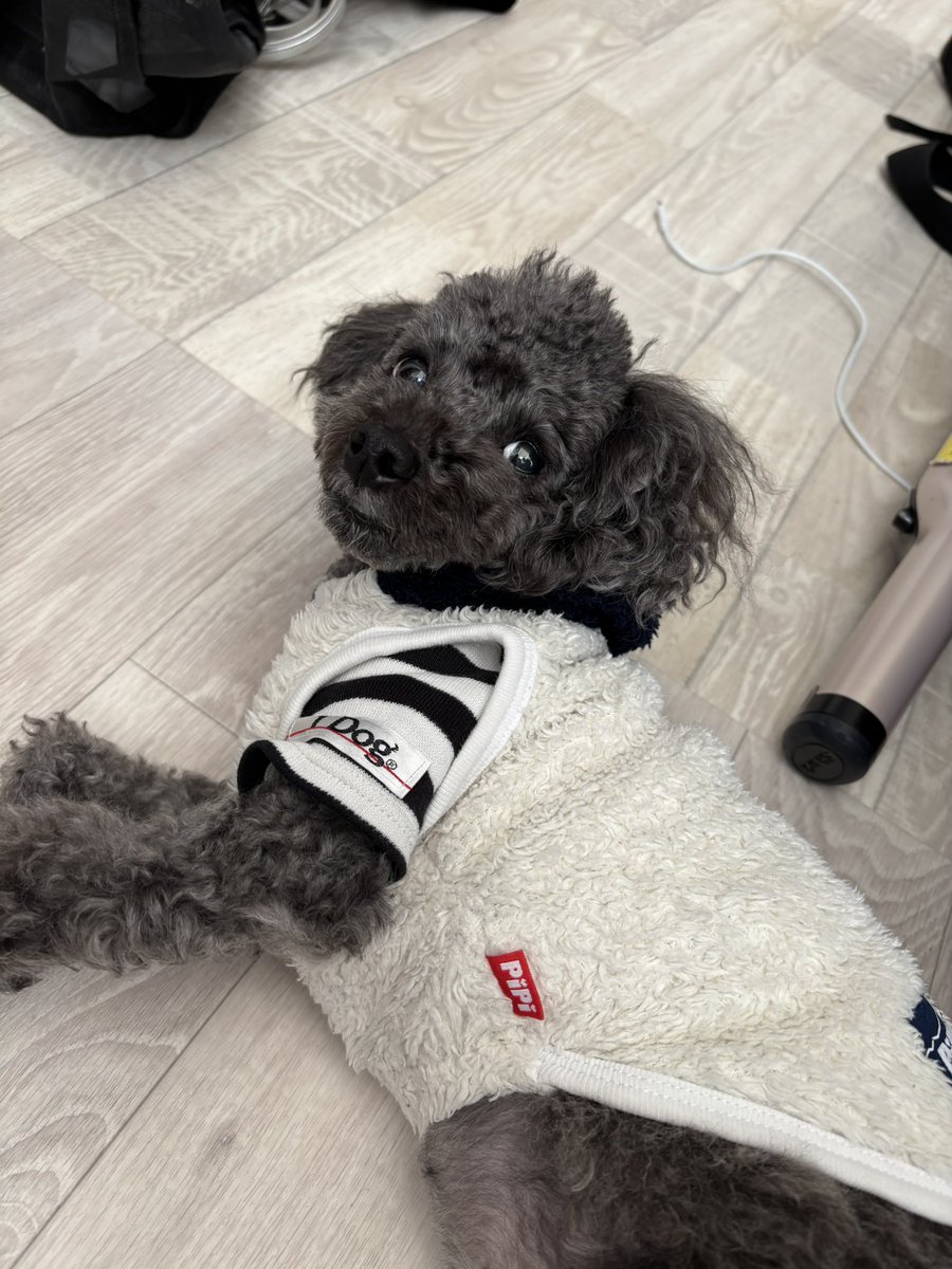 chakuko0719's tweet photo. 謹賀新年⛩🎍🌅
2025年もよろしくねー😃🐶🐾

＃トイプードル
＃さくら https://t.co/8R4KcZ0YGR