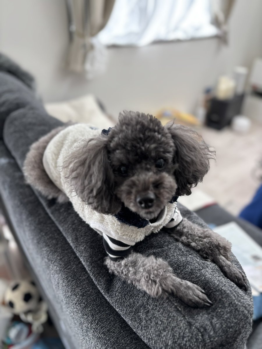 chakuko0719's tweet photo. 謹賀新年⛩🎍🌅
2025年もよろしくねー😃🐶🐾

＃トイプードル
＃さくら https://t.co/8R4KcZ0YGR