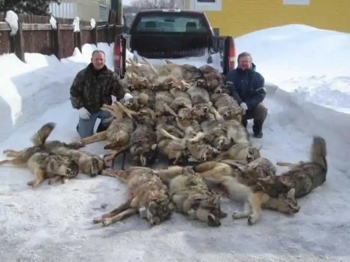 ECOWARRIORSS's tweet photo. Europe has a total population of over 751 million people.
448 million of them live in the European Union and 110 million in European Russia
There are only a few thousands wolves in Europe
but elite say wolf population is over populated and now plans to kill most of them https://t.co/QjxLoeGdqJ