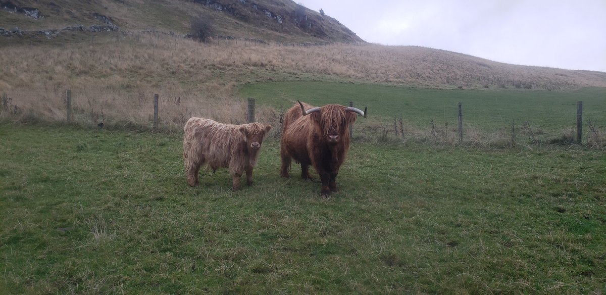 fliskmillan's tweet photo. Happy Moo Year! https://t.co/XGZ2Y8Qcn3