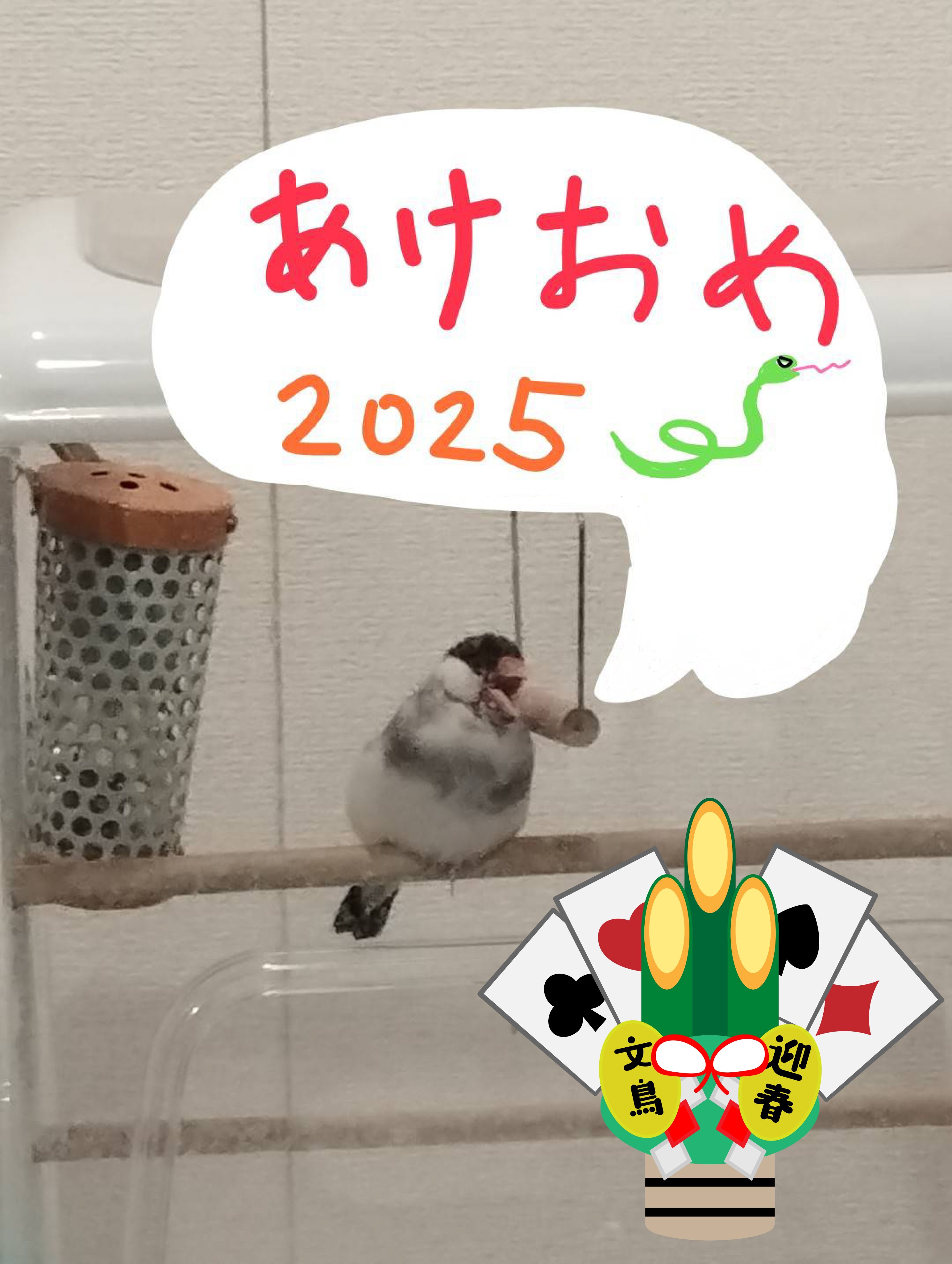 17⭐　滑り台大サイズ‼　 バードトイ　インコ 17⭐ 滑り台大サイズ‼ バードトイ インコ インコ 遊び場 バード