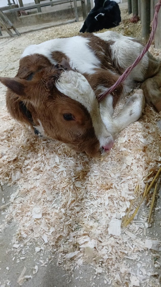 Matt Magwood tweet media