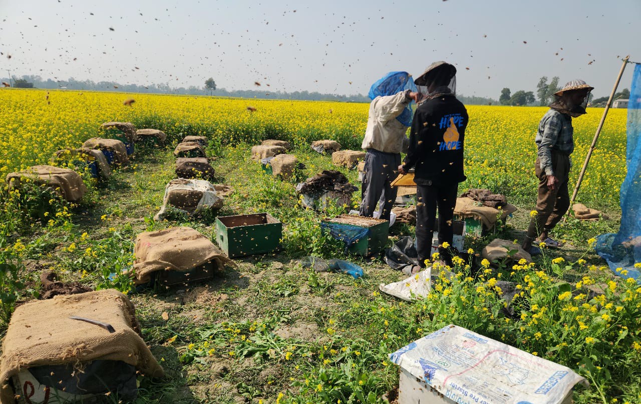 কালিয়াকৈরে সরিষা মাঠে মৌচাষে কোটি টাকা আয়ের সম্ভাবনা মৌচাষীদের
