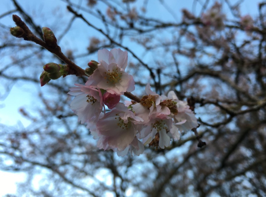 8/12 days of Christmas:
Challenge 365 is LIVE!

Record your first wildlife observation of 2025 today for the challenge - and every day for the rest of the year. 

What is your first record? 

Our 1st record is some very early cherry blossom....

cbdc.org.uk/recording-wild…