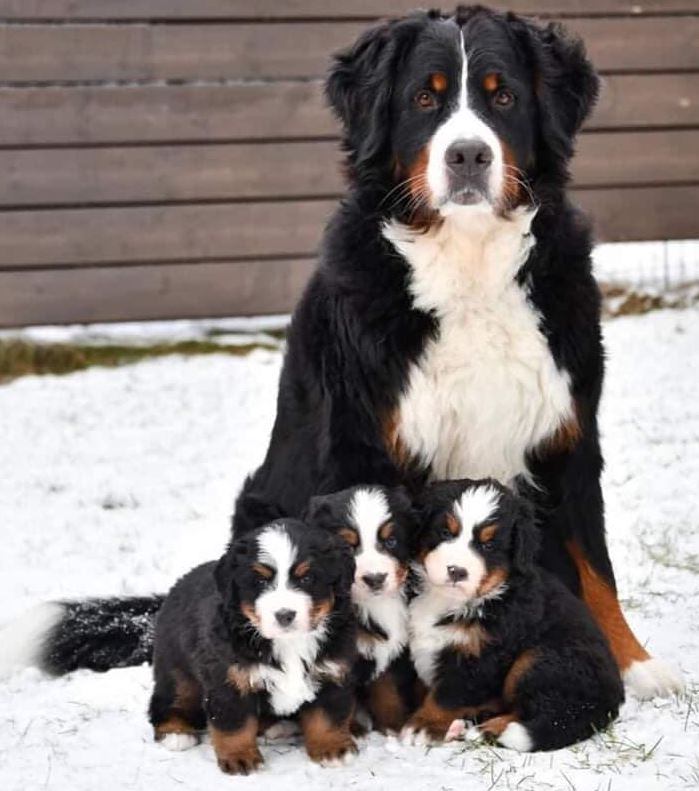 Tweets of Dogs tweet media