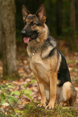 German Shepherd tweet media