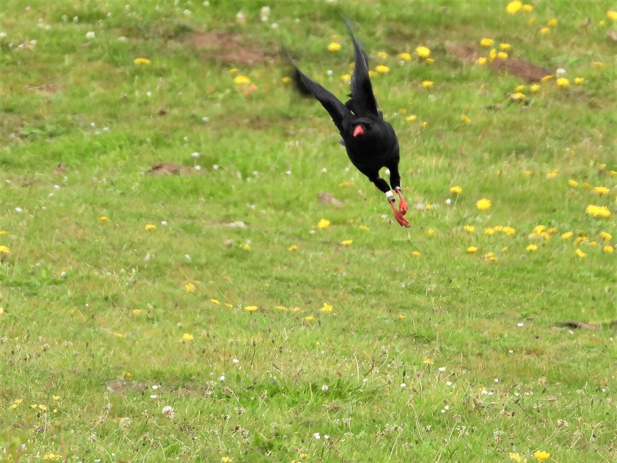 Bledhen nowydh da! Here’s to more choughs zooming past us shouting “cheow” than ever before! 
📸 Mr D Flumm 😉