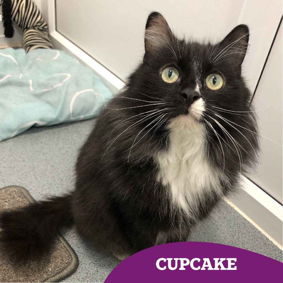 Cupcake (6) arrived to us from the RSPCA after receiving little to no interest 😿 could you help us to help her find a well-deserved #happilyeverafter? ♥️

She's an incredibly sweet natured girl who's looking for an adult only #fureverhome 🏡

👇🏻👇🏻
cats.org.uk/findacatform/?…