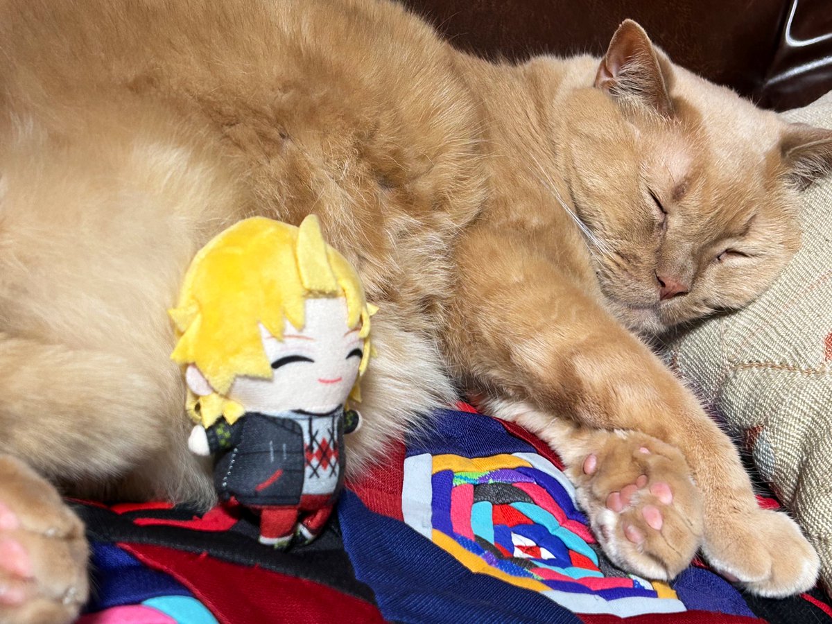 猫神様♪☆プロフちゃんと見て下さい 81QySB02OUL._UF350,350_QL50_.jpg