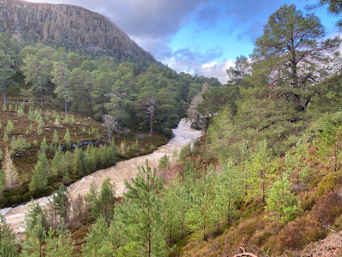 Sarah Watts (@watts_sh) on Twitter photo Doing the #NewYearPlantHunt <a href="/BSBIbotany/">BSBI: Botanical Society of Britain & Ireland</a> while on a walk through Glen Quoich in #Deeside. No surprise that only two plants were #flowering up here, but it was lovely to see classic #Pinewood understory species Ling Heather (Calluna vulgaris) & Bell Heather (Erica cinerea)! Doing the #NewYearPlantHunt <a href="/BSBIbotany/">BSBI: Botanical Society of Britain & Ireland</a> while on a walk through Glen Quoich in #Deeside. No surprise that only two plants were #flowering up here, but it was lovely to see classic #Pinewood understory species Ling Heather (Calluna vulgaris) & Bell Heather (Erica cinerea)!