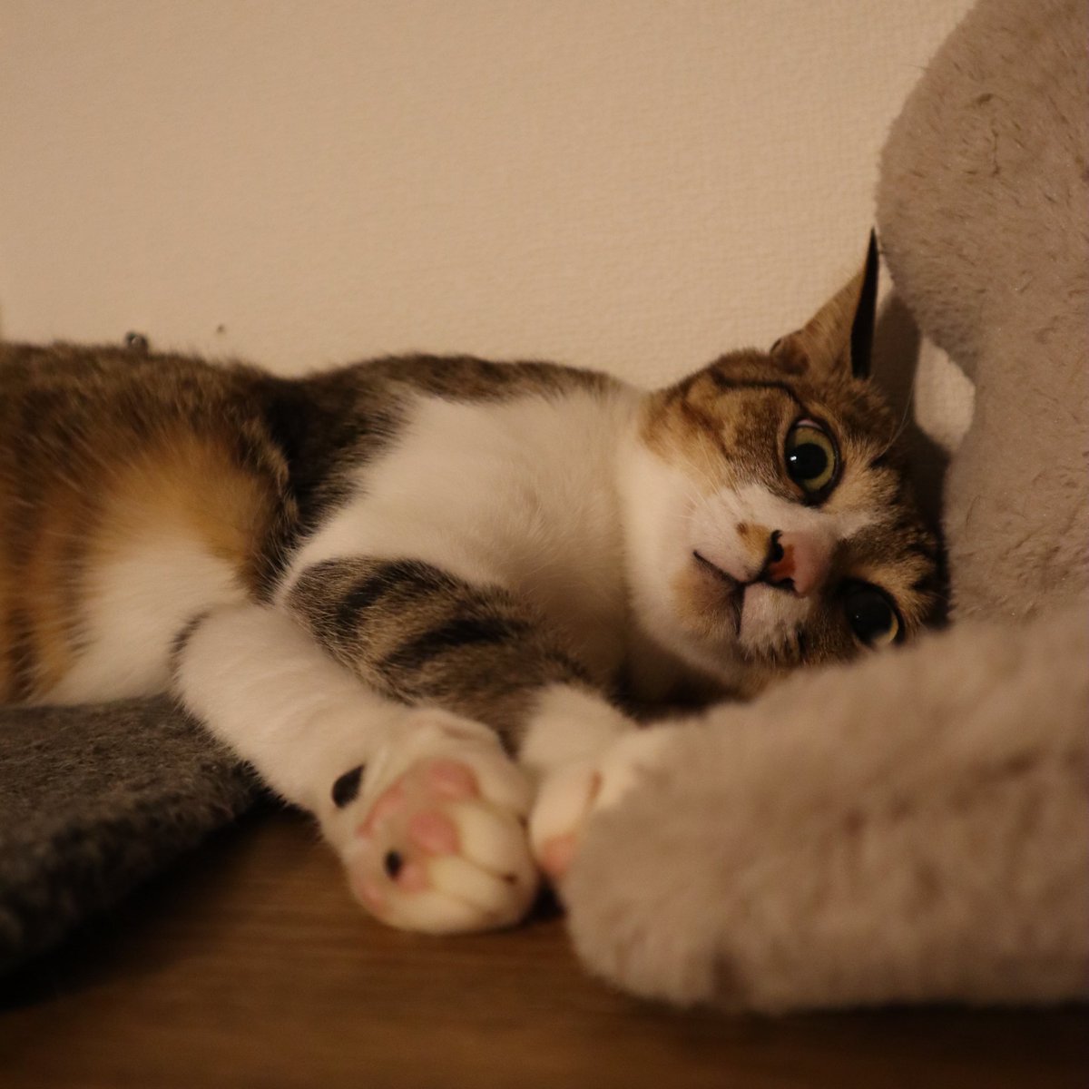 あけましておめでとうございます！
2025年も猫共々よろしくお願いします！🐈🐈