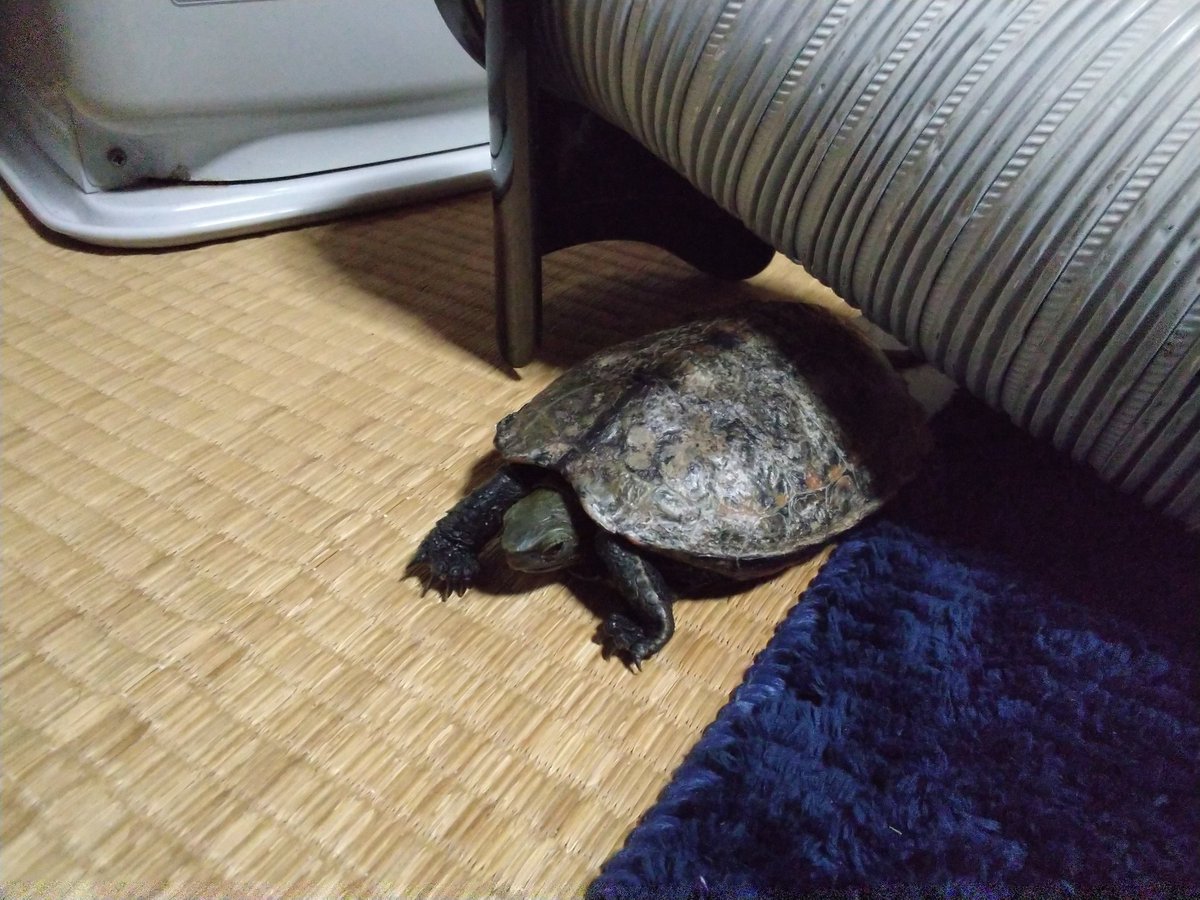 AEUG2's tweet photo. 東北の某県に帰省。
ニホンイシガメのスクワァート君も同行。
ファンヒーターのこのポイントがホットでありクールであるようです。
お気にの定位置。見つけました。

#ニホンイシガメ
#イシガメ
#日本石亀
#石亀
#カメ
#亀 https://t.co/4VdmS0e0zs