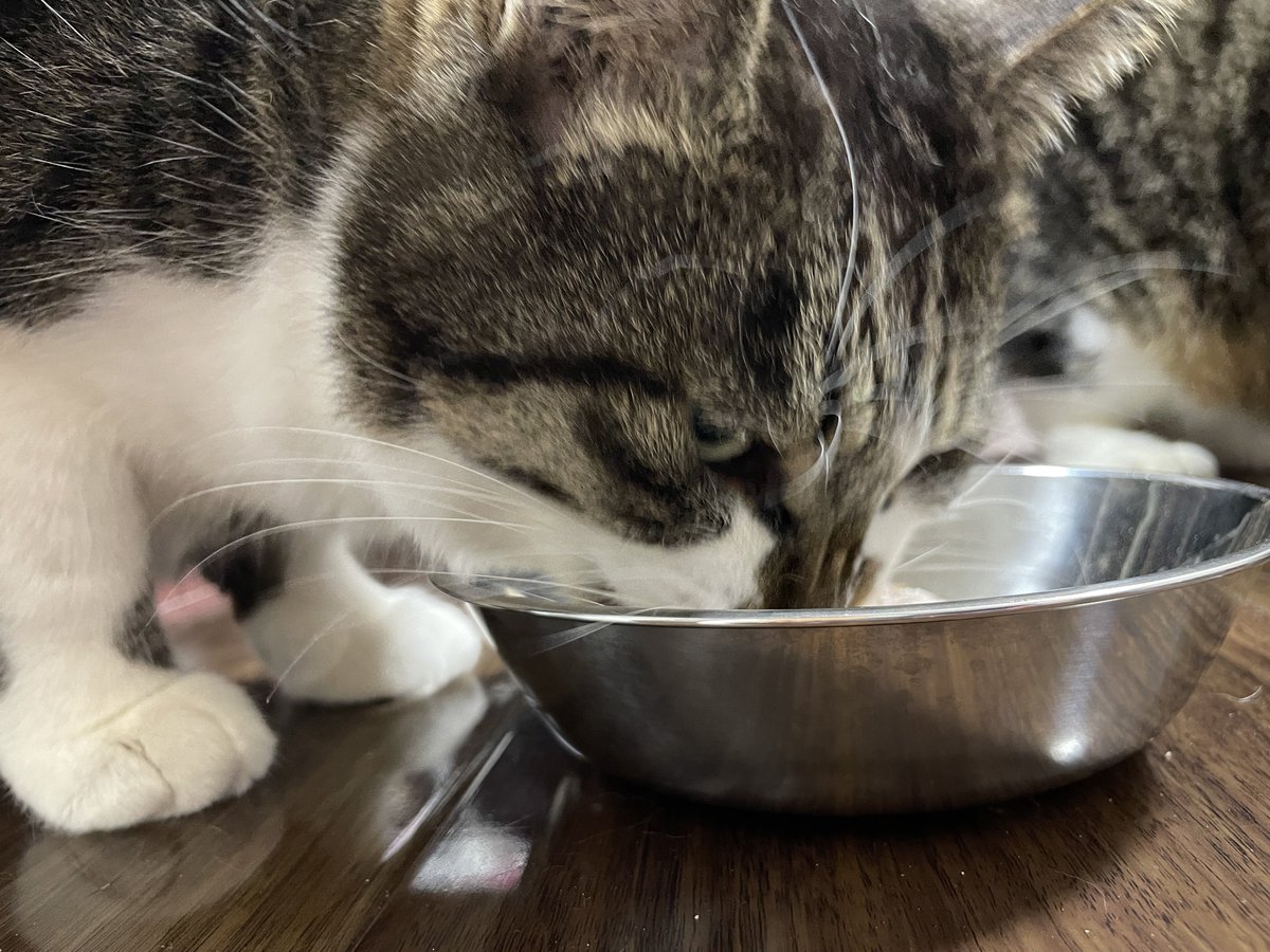 ハッピー ニュー にゃー!
昨年末は全然更新できておらず申し訳ありませんでした💦
本年はできるだけ定期的に更新していきたいですのでよろしくお願いします💦

新年も元気にご飯を食べているザインとニヒトです🐱
ニヒトは最近ザインの飯を奪いデブ活中...何とか阻止したいものです...