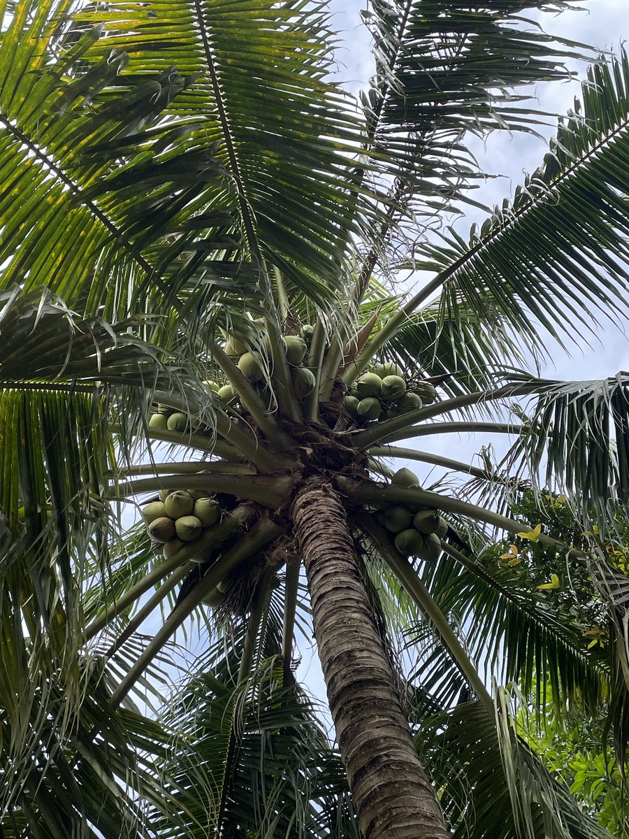 Khởi đầu năm mới 2025 với cây dừa đầy trái! 
Giao dịch đầu tiên là Đồng hành cùng Quỹ Tony, Quỹ Trò nghèo vùng cao và Làng SOS. 
10 năm nay mình không bao giờ khoe - chỉ âm thầm đồng hành với quan điểm “Ít thôi nhưng đều đặn” 
Nhưng từ năm nay, mình sẽ lan