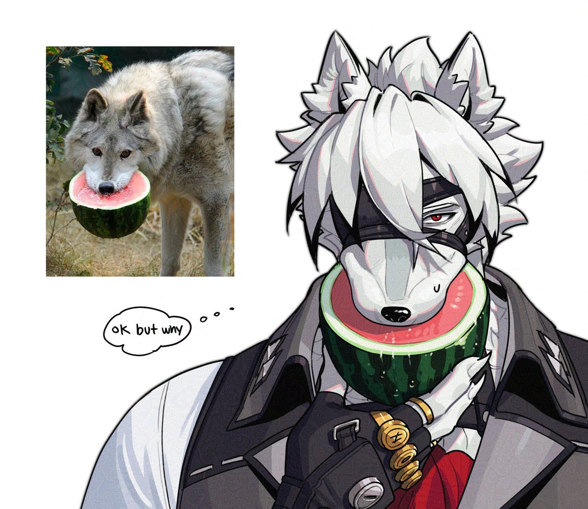 Lycaon casually biting a watermelon