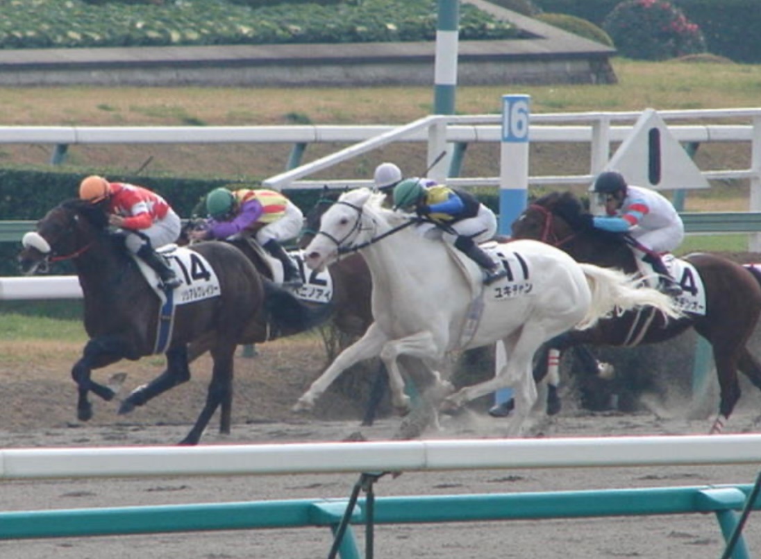 某娘始める前に唯一知ってた競走馬がユキチャンだったので、改めてお姿